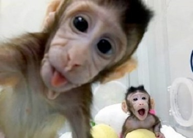 Defensores de animales rechazan clonación de monos en Shangai, (VER VIDEO)