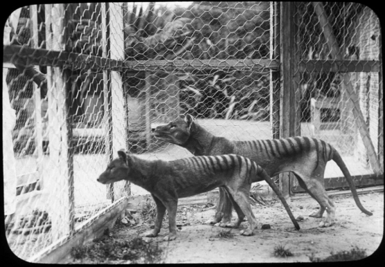 Científicos buscan ‘resucitar’ al tigre de Tasmania, extinto desde 1936