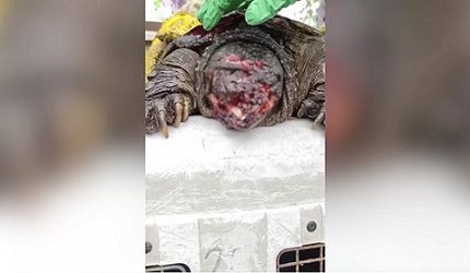 Policía en el Quindío captura hombre que atacó una tortuga con machete más de 15 veces